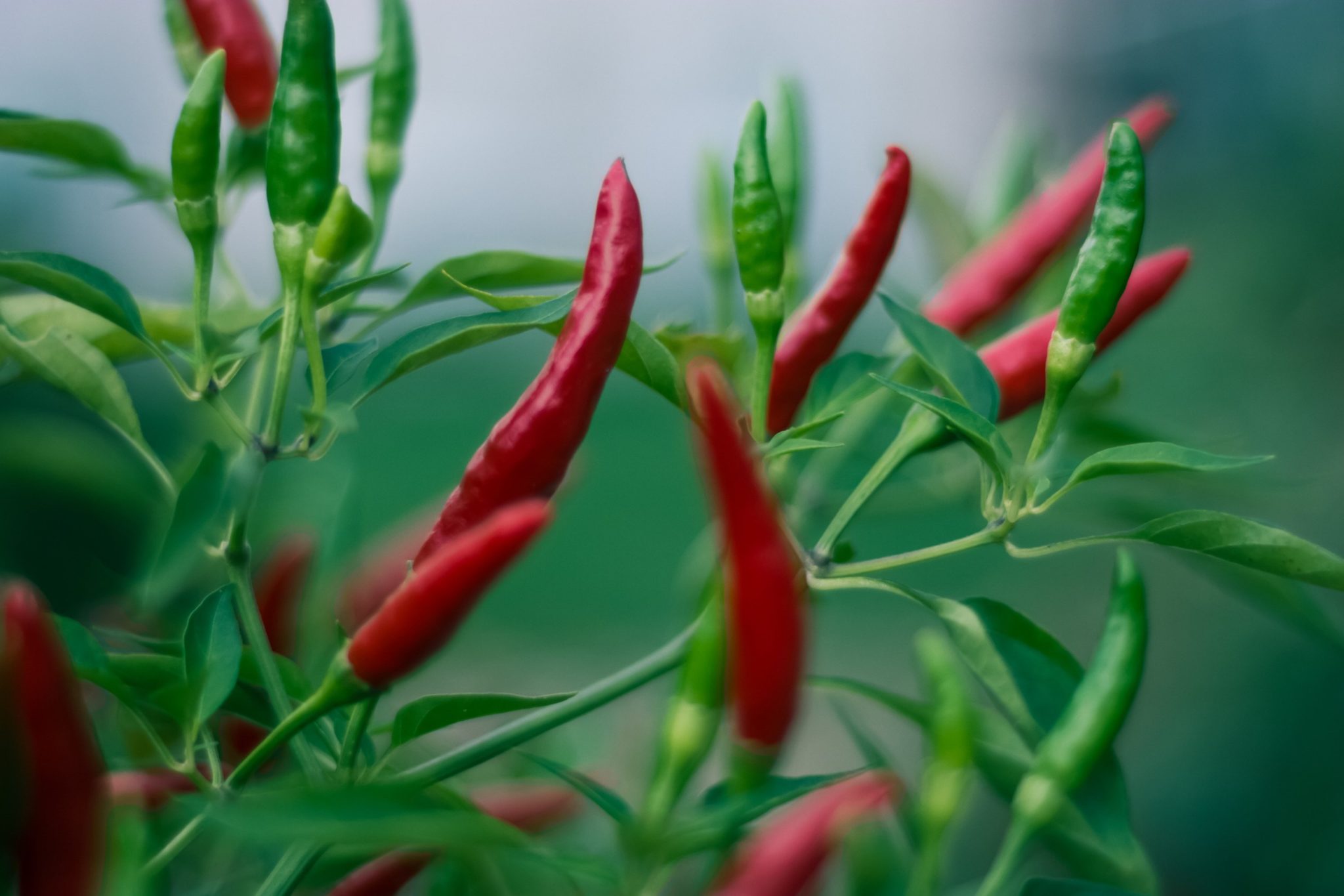Chilli peppers are rich in magnesium