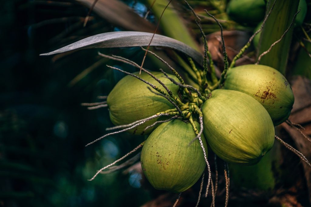 Embrace coconut oil benefits